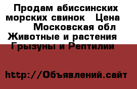 Продам абиссинских морских свинок › Цена ­ 500 - Московская обл. Животные и растения » Грызуны и Рептилии   